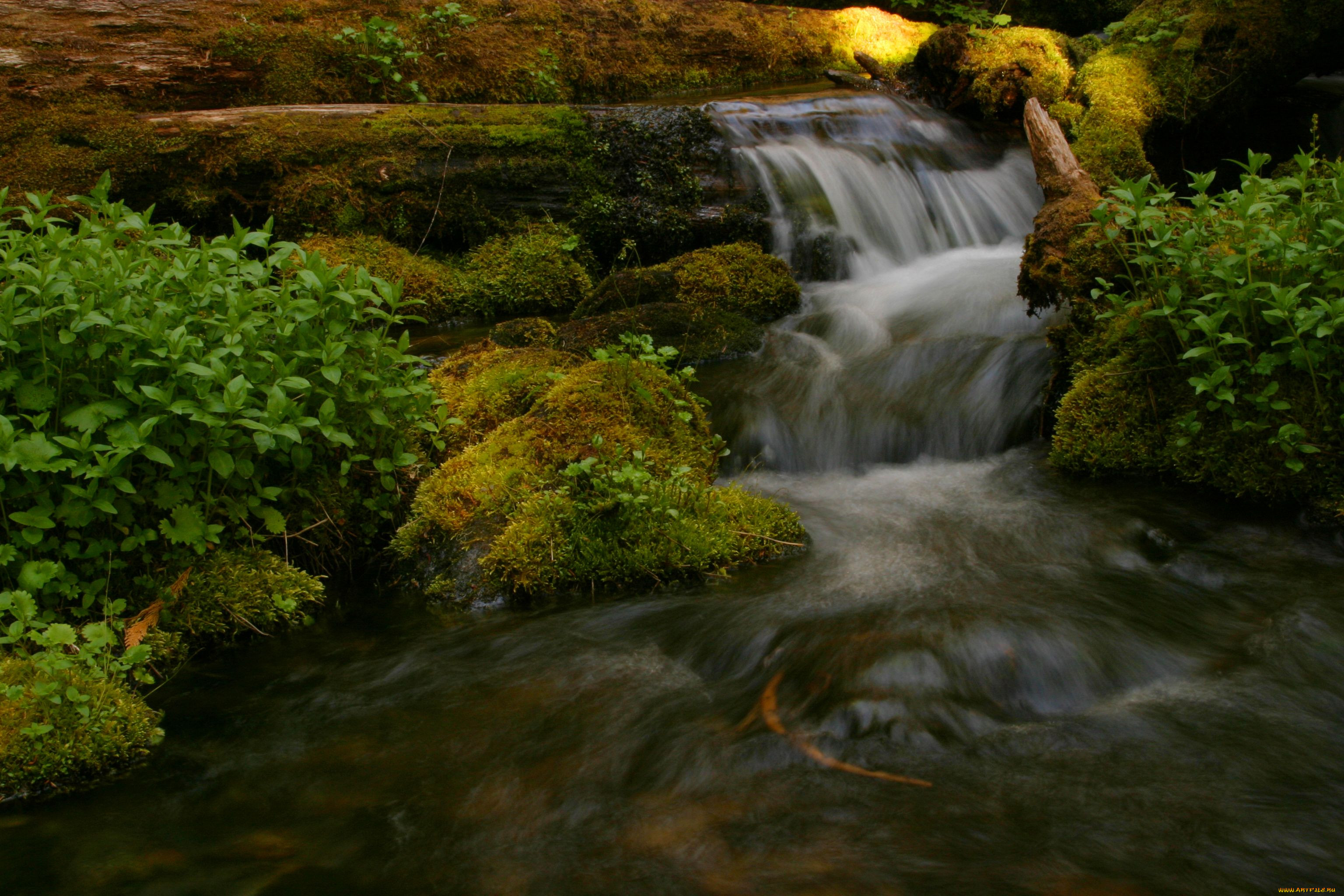 olympic, national, park, , , , 